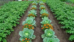 Why these 5 pairs of plants destroy each other in the garden