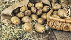 This fruit prevents potatoes from sprouting. How to store them in your apartment so that they stay firm until spring?