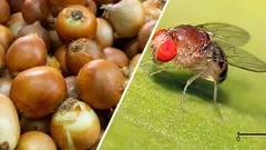 I got rid of the flies in my onions and flowers with a regular wine cork (and I recommend you do the same—it works!).