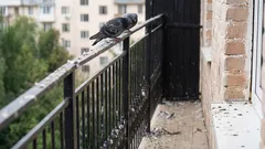 How to "evict" pigeons from your balcony? This color will help scare them away.