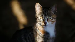 Does a cat remember what happened yesterday, or does it live one day at a time?