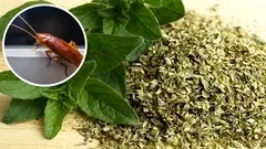 How to repel cockroaches from your home with a small amount of oregano: an effective home remedy for insects.