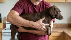 How to pick up a dog correctly: avoiding mistakes that injure pets