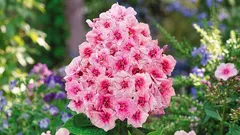 It is as beautiful as a hydrangea, but undemanding. It blooms all summer long and is easy to grow.