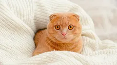 What cats see that we don't