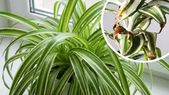 Why are the tips of your houseplant leaves drying out?
