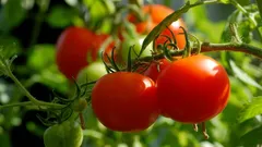 For tomatoes to be fleshy and juicy: which varieties should be sown in winter