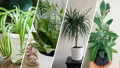 15 Best Indoor Plants for Air Purification