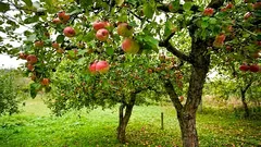  Why apples don't bear fruit: the gardener's main mistake