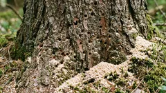 How to tell if a tree is infested with bark beetles: early signs, when it can still be saved