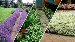 What are the best perennials for garden paths and borders: they must be planted in spring