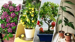 What fruits can you grow in your apartment: you never even guessed