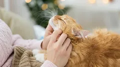 7 healthy habits that will extend your cat's life